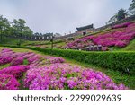 Azaleas and spring scenery at Gongju Gongsanseong Fortress, Gongju City, Chungcheongnam-do, Korea.