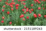 A Flower Bed Of Red Tulip...