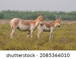 View of a small herd of Indian Wild Ass
