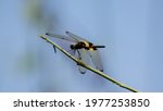 Small photo of Yellow dragonfly of Rodothemis phylis