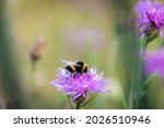 a bumblebee pollinates the flower