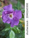 Small photo of Purple and violet color Modern Shrub Rose Rhapsody in Blue flowers in a garden in June 2021. Idea for postcards, greetings, invitations, posters, wedding and Birthday decoration, background