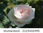 Small photo of Cream and white color Floribunda Rose Marie Antoinette flowers in a garden in July 2021