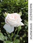 Small photo of Cream and white color Floribunda Rose Marie Antoinette flowers in a garden in July 2021