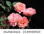 Salmon and pink color Large Flowered Climber Rose Alibaba flowers in a garden in July 2021. Idea for postcards, greetings, invitations, posters, wedding and Birthday decoration, background 