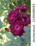 Purple Color Floribunda Rose...