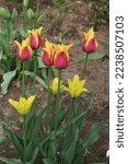 Small photo of Bright red, crimson and yellow color Lilyflowering Tulips (Tulipa) Sonnet and green, lime and yellow color Lilyflowering Tulips (Tulipa) Green Triumphator flower in a garden in June 2022