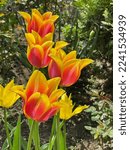 Small photo of Bright red, crimson and yellow color Lilyflowering Tulips (Tulipa) Sonnet and green, lime and yellow color Lilyflowering Tulips (Tulipa) Green Triumphator flower in a garden in June 2022