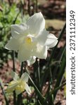 Small photo of White and cream color Narcissus Toto flowers in a garden in May 2023