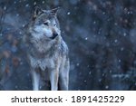 Eurasian Wolf In White Winter...