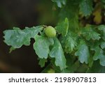 An image if an oaknut taken in the early Autumn, U.K.