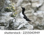 A Razorbill Standing By The...