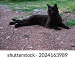 Small photo of A black cat with green eyes lies nobly on the ground