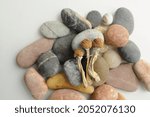 Dried Psilocybe Cubensis Psilocybin Mushrooms and sea pebbles on white background, flat lay. Magic shrooms Golden Teacher. Psychedelic inspiration. Natural herbal therapy. Spiritual experience.