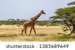 One Giraffe Walk Through The...
