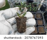 Delosperma Echinatum Succulents ...