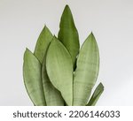 Sansevieria moonshine snakplant closeup on isolated white background