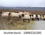 Wild Sheep Along Wild Atlantic...