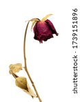Small photo of The dried red rose flower isolate on white background. Represent of the heart broken, lost, sadness, unfortunate in love or disappoint.