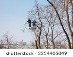 Small photo of tree care, street workers sawing branches on tall trees in park. municipal services are engaged in maintenance of house territory. gardeners