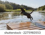 Small photo of dog chocolate labrador retriever jumps into lake from pier, pet in flight over water. waterfowl animal dives and has fun in nature. relax and walk with hound in park. happy host and nursling