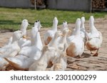 White Ducks On Farm Graze In...