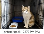 Small photo of A cat in a shelter. Ordinary cats from the street caught in the shelter. High quality photo