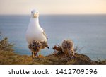 Family Of Mother Seagull And...