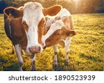 Small photo of Cows (Osana and Sibylle) photographed against sunlight at sunset in a meadow