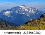 A Mountain Goat and Mt Shuksan as Viewed from Yellow Aster Butte. North Cascades National Park, Washington