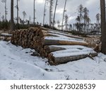 wood industry cut wood in winter time. Piles of logs. The consequences of bark beetle calamity in Czech republic,Kurovcova kalamita Vysocina,destroyed woods,deforestation cinematic view