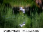 Gray heron  bird belonging to...