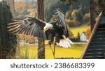 Small photo of Bald eagle flying swoop attack