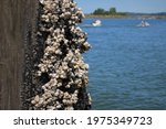 Barnacles On Pier With Water...
