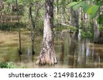 Small photo of Scenes From The Pearl River Swamp in Slidell Louisiana.