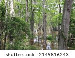 Small photo of Scenes From The Pearl River Swamp in Slidell Louisiana.