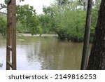 Small photo of Scenes From The Pearl River Swamp in Slidell Louisiana.