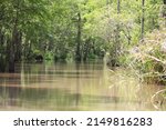 Small photo of Scenes From The Pearl River Swamp in Slidell Louisiana.