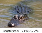 Small photo of Alligator In The Pearl River In Slidell Louisiana.