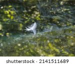 A White Feather Floats On The...