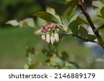 Blueberry flowers. Ericaceae shrub fruit tree. The bell-shaped flowers bloom in spring and the berries ripen in autumn and are used for jams, juices and sweets.