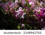 Small photo of Azalea (Rhododendron) flowers. Ericaceae evergreen shrub. Funnel-shaped flowers are attached to the tips of branches from April to May.