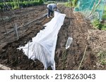 Small photo of Chinese cabbage cultivation in the vegetable garden. Installation of bug repellent nets ( Gardening nonwoven sheet ) for the vegetable cultivation.