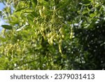 Small photo of Japanese pagoda tree ( Styphnolobium japonicum ) fruits. Fabaceae deciduous tree. The fruit is characterized by an extremely constricted space between the seeds.