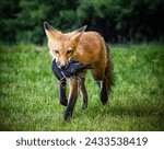 Fox carrying a common grackle...
