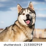 Portrait Of A Husky Dog   In...