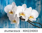 White Orchid Flower On Blue...