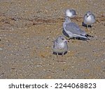 Small photo of Seagulls saunter along the shore of Centerport Beach.
