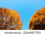 Fall concept photo. Orange, brown and yellow leaves on autumn tree. Fallen leaves or autumn trees.