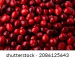 Small photo of Fresh ripe cranberries as background. Large cranberry texture close up top view. Oxycoccus (Vaccinium) macrocarpus or bearberry.